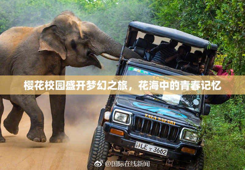 樱花校园盛开梦幻之旅，花海中的青春记忆