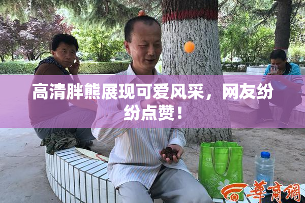高清胖熊展现可爱风采，网友纷纷点赞！