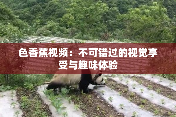 色香蕉视频：不可错过的视觉享受与趣味体验