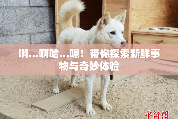啊…啊哈…嗯！带你探索新鲜事物与奇妙体验
