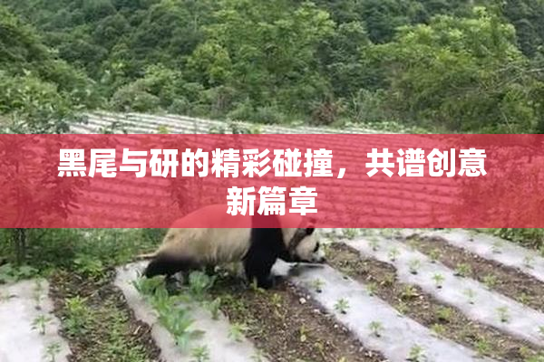 黑尾与研的精彩碰撞，共谱创意新篇章