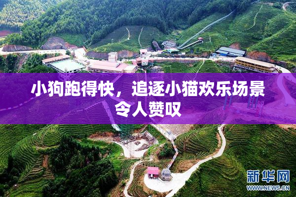 小狗跑得快，追逐小猫欢乐场景令人赞叹