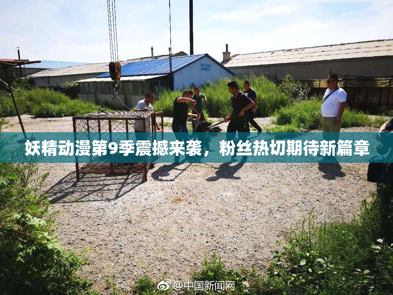 妖精动漫第9季震撼来袭，粉丝热切期待新篇章