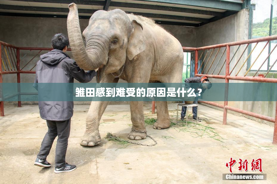 雏田感到难受的原因是什么？