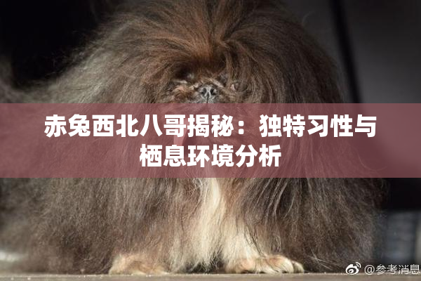 赤兔西北八哥揭秘：独特习性与栖息环境分析