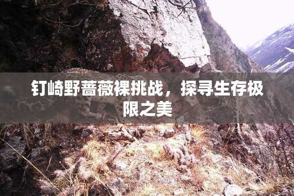 钉崎野蔷薇裸挑战，探寻生存极限之美