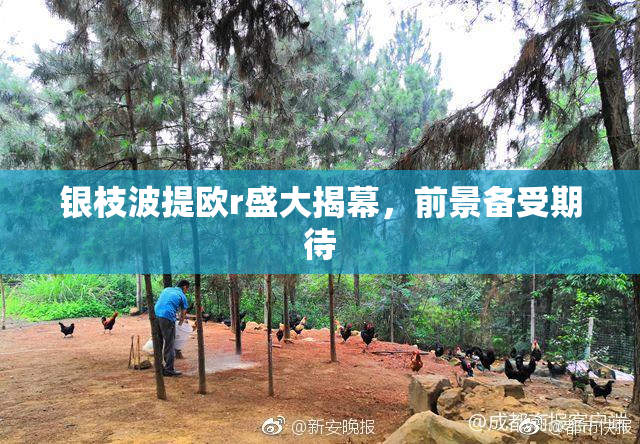 银枝波提欧r盛大揭幕，前景备受期待