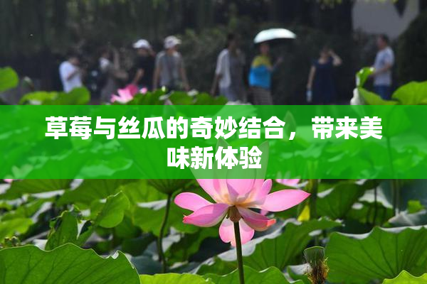 草莓与丝瓜的奇妙结合，带来美味新体验