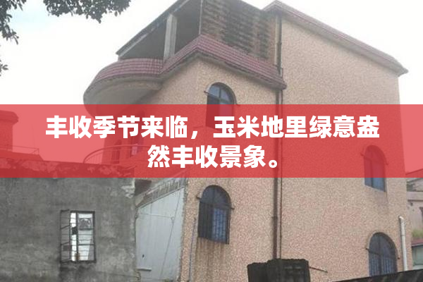 丰收季节来临，玉米地里绿意盎然丰收景象。