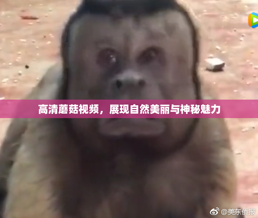 高清蘑菇视频，展现自然美丽与神秘魅力