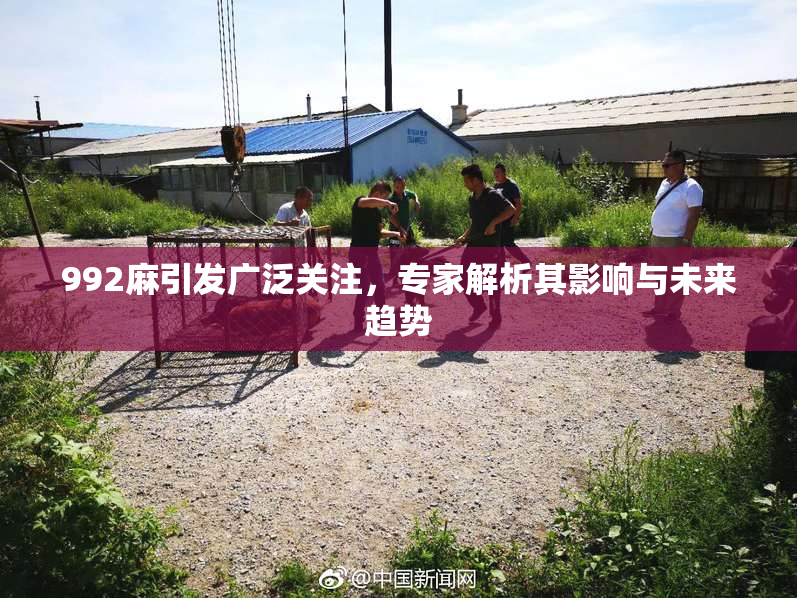 992麻引发广泛关注，专家解析其影响与未来趋势