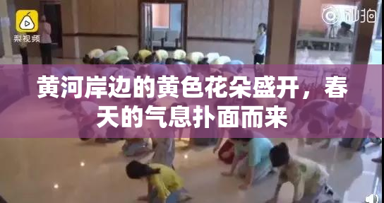 黄河岸边的黄色花朵盛开，春天的气息扑面而来