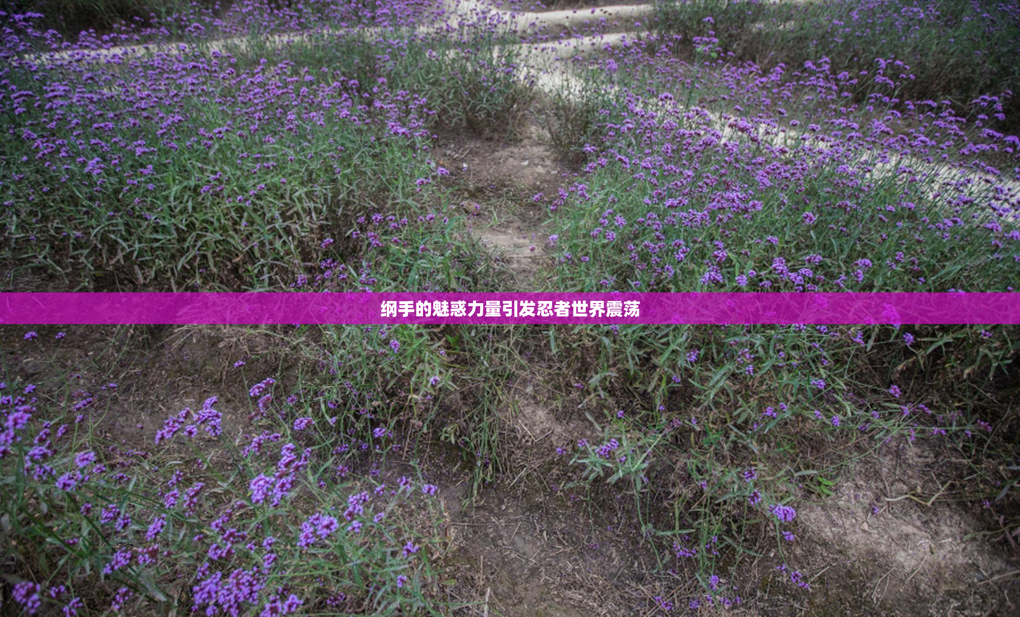 纲手的魅惑力量引发忍者世界震荡