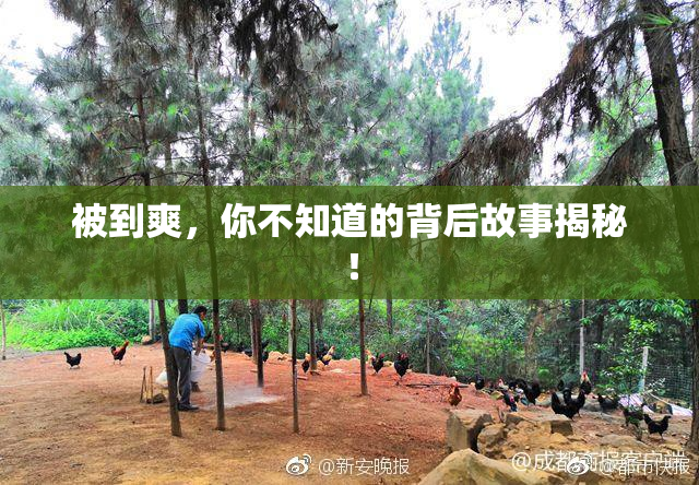 被到爽，你不知道的背后故事揭秘！