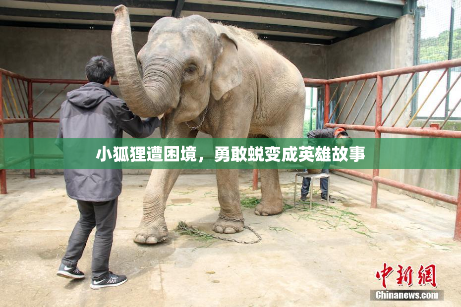 小狐狸遭困境，勇敢蜕变成英雄故事