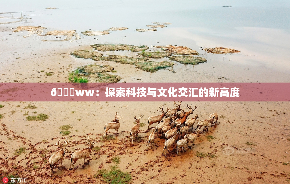 🔞ww：探索科技与文化交汇的新高度