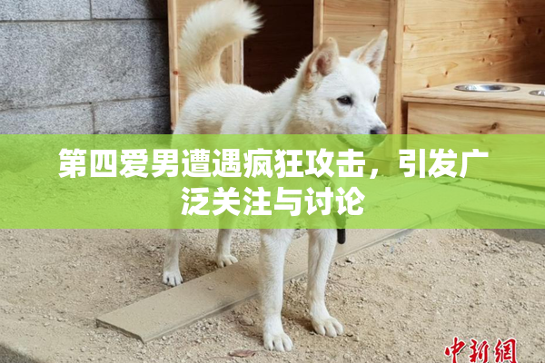 第四爱男遭遇疯狂攻击，引发广泛关注与讨论