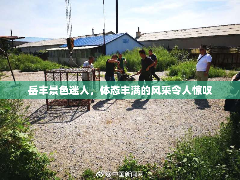 岳丰景色迷人，体态丰满的风采令人惊叹