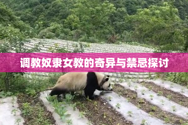 调教奴隶女教的奇异与禁忌探讨