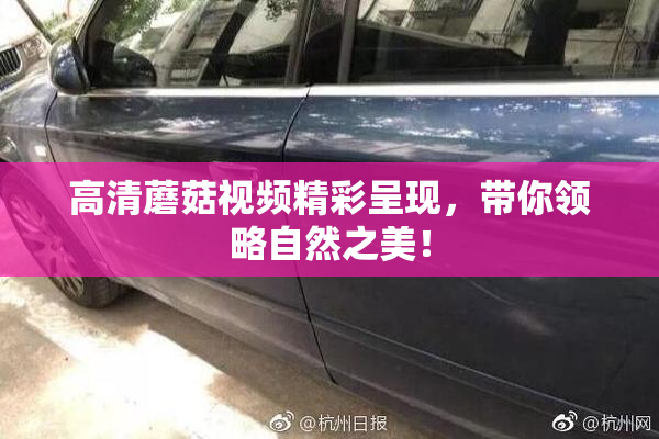 高清蘑菇视频精彩呈现，带你领略自然之美！