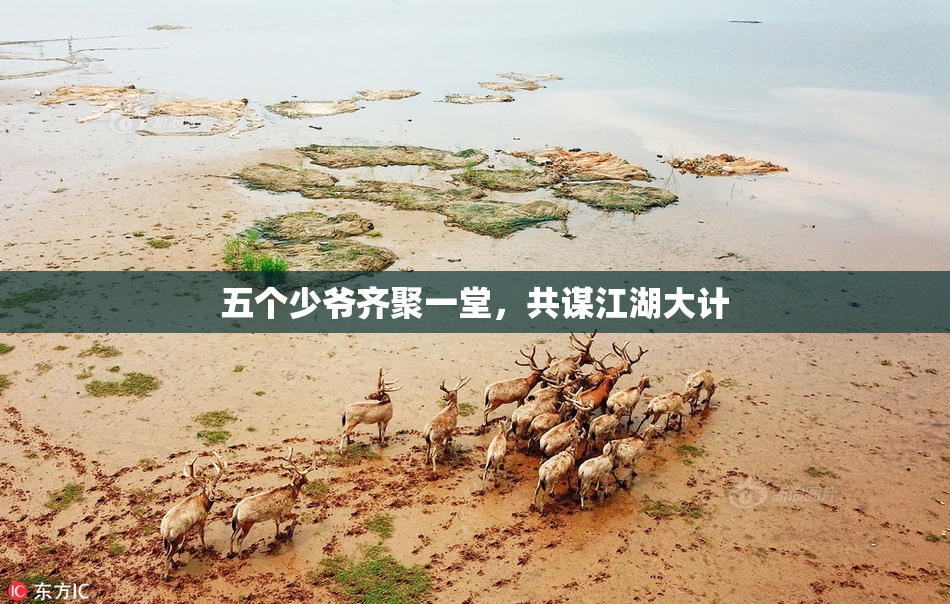 五个少爷齐聚一堂，共谋江湖大计