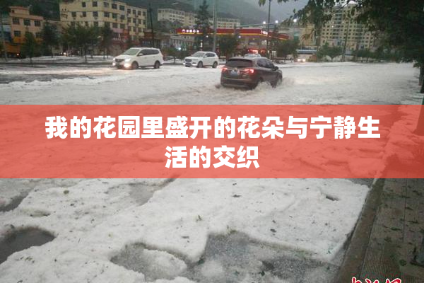我的花园里盛开的花朵与宁静生活的交织