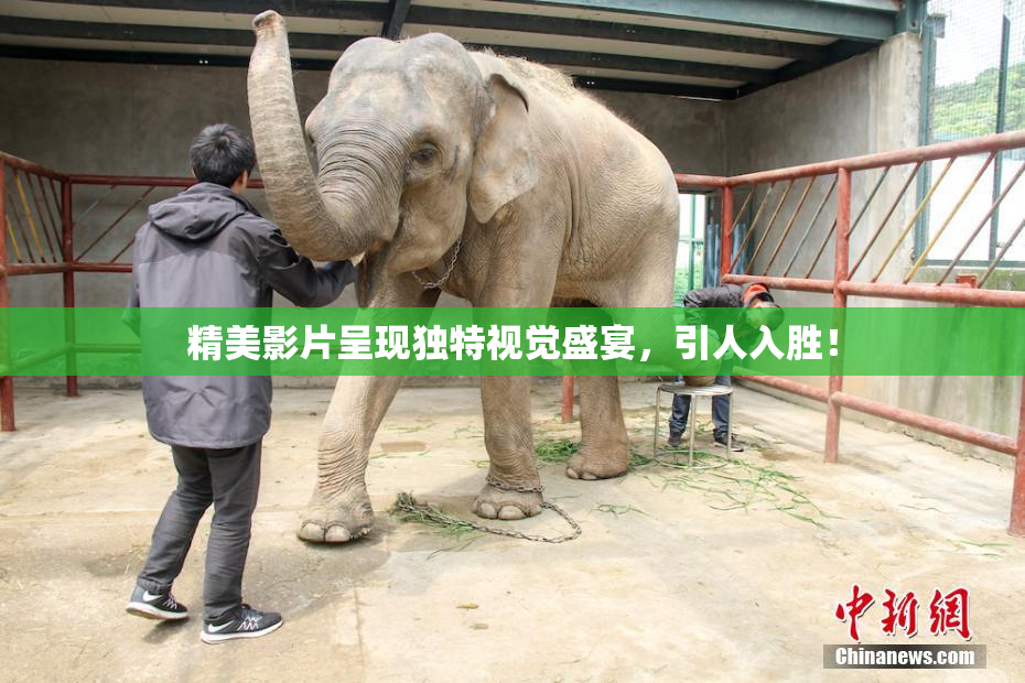 精美影片呈现独特视觉盛宴，引人入胜！