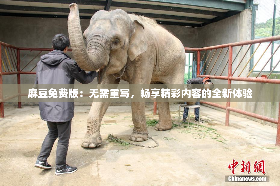 麻豆免费版：无需重写，畅享精彩内容的全新体验
