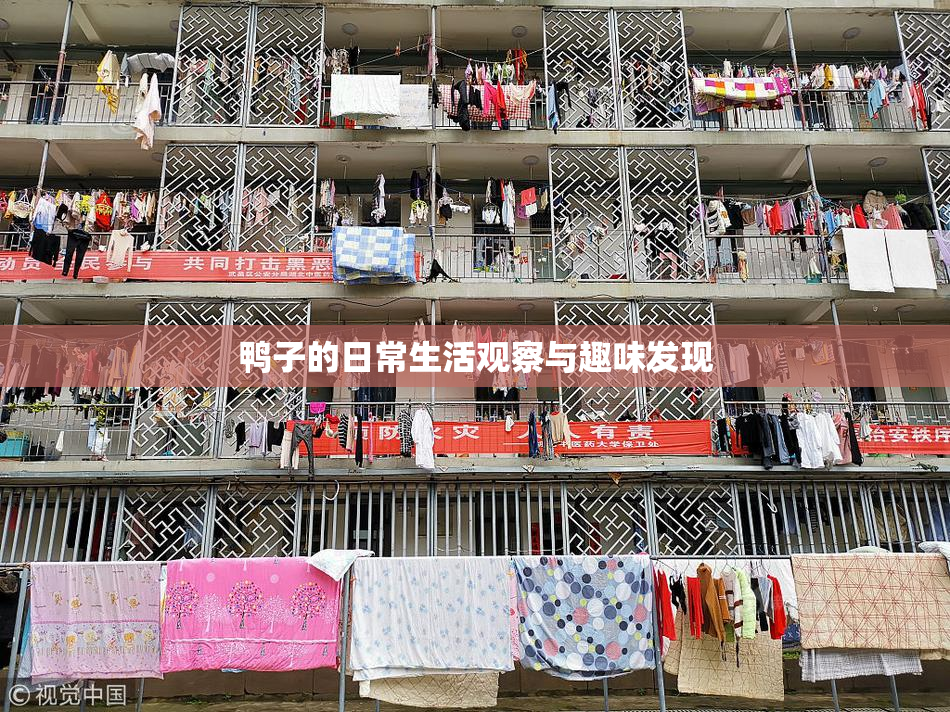 鸭子的日常生活观察与趣味发现
