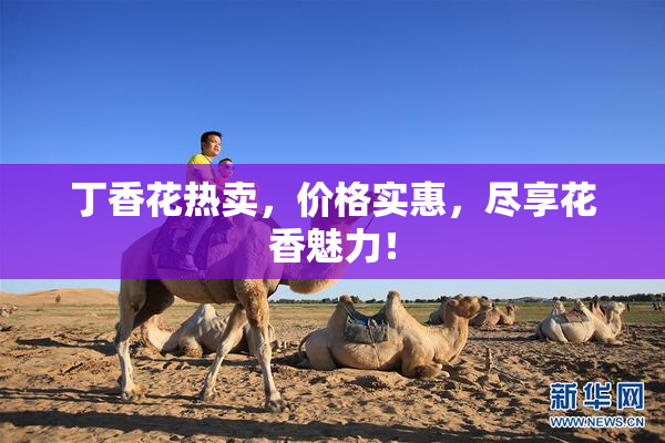 丁香花热卖，价格实惠，尽享花香魅力！