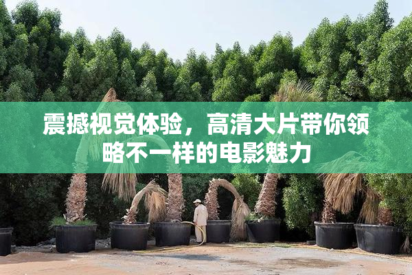 震撼视觉体验，高清大片带你领略不一样的电影魅力