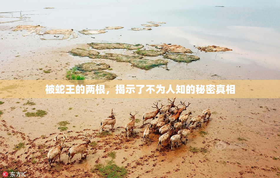 被蛇王的两根，揭示了不为人知的秘密真相