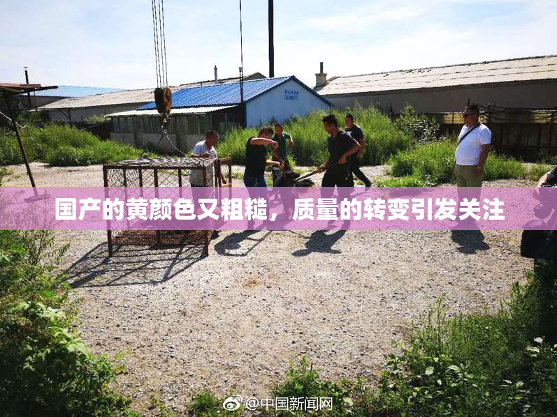 国产的黄颜色又粗糙，质量的转变引发关注