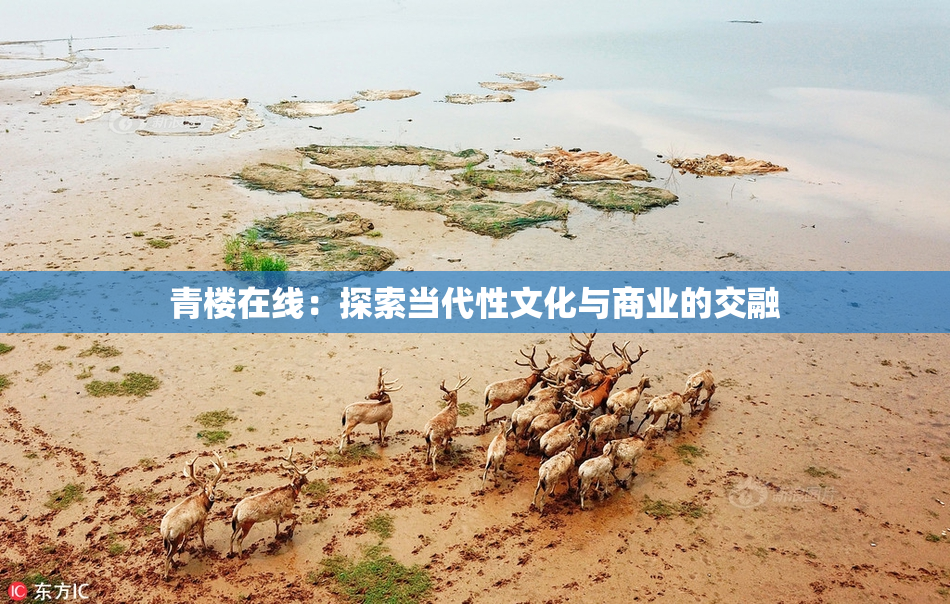 青楼在线：探索当代性文化与商业的交融