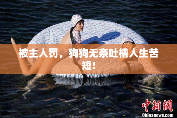 被主人罚，狗狗无奈吐槽人生苦短！