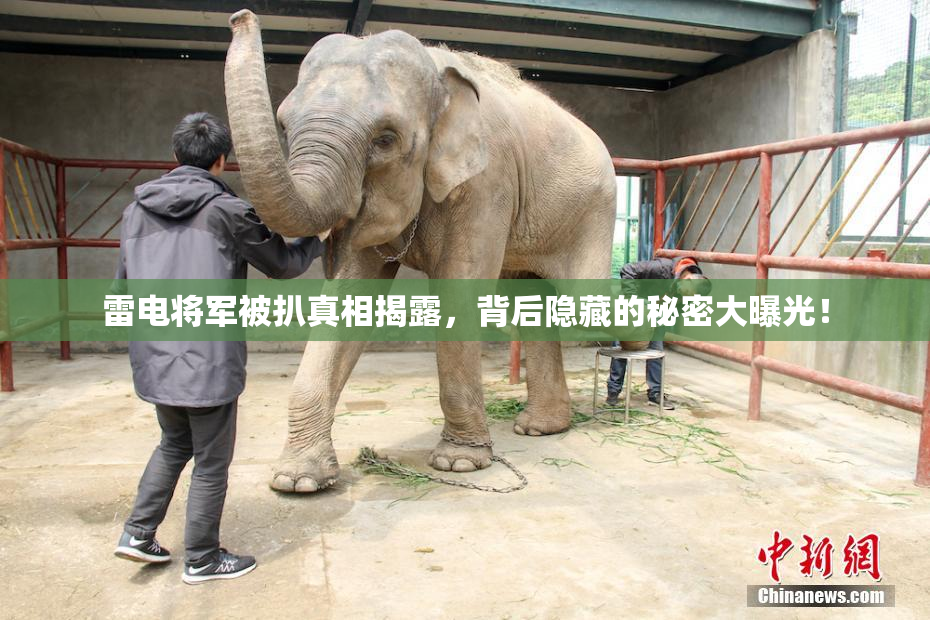 雷电将军被扒真相揭露，背后隐藏的秘密大曝光！