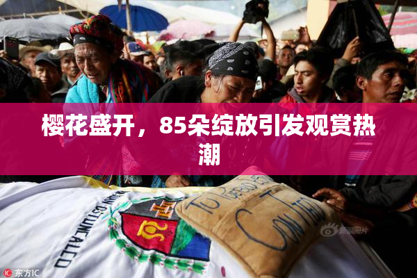 樱花盛开，85朵绽放引发观赏热潮