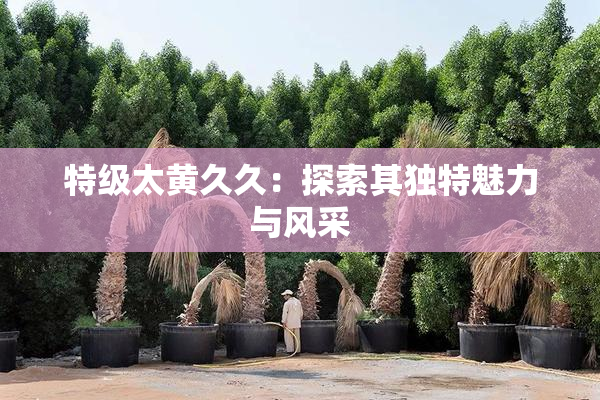 特级太黄久久：探索其独特魅力与风采