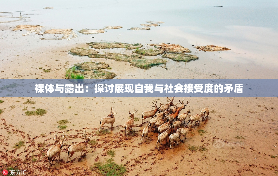 裸体与露出：探讨展现自我与社会接受度的矛盾