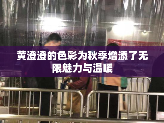 黄澄澄的色彩为秋季增添了无限魅力与温暖