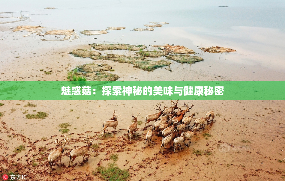 魅惑菇：探索神秘的美味与健康秘密