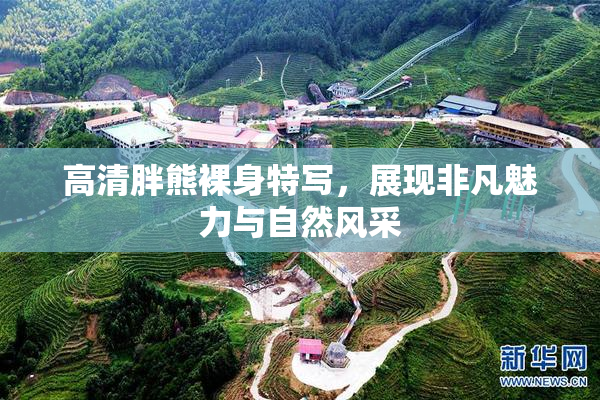 高清胖熊裸身特写，展现非凡魅力与自然风采