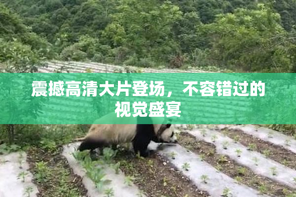 震撼高清大片登场，不容错过的视觉盛宴