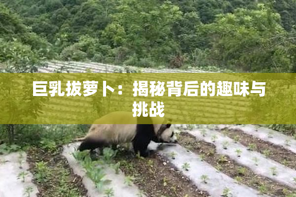 巨乳拔萝卜：揭秘背后的趣味与挑战