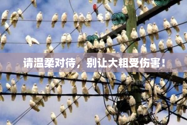 请温柔对待，别让大粗受伤害！