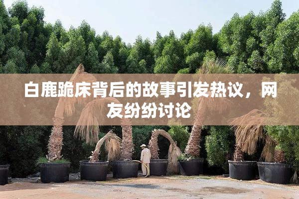 白鹿跪床背后的故事引发热议，网友纷纷讨论