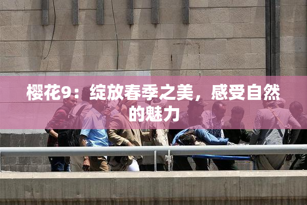 樱花9：绽放春季之美，感受自然的魅力