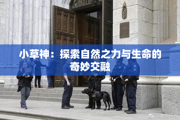 小草神：探索自然之力与生命的奇妙交融