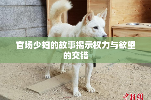 官场少妇的故事揭示权力与欲望的交错