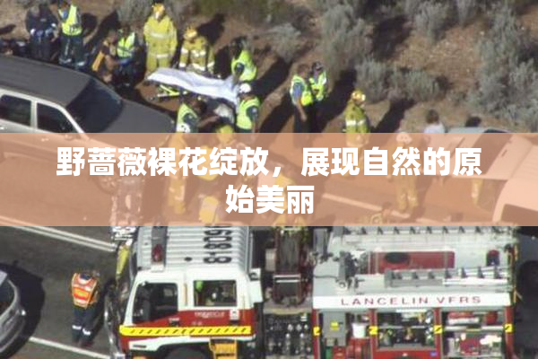 野蔷薇裸花绽放，展现自然的原始美丽